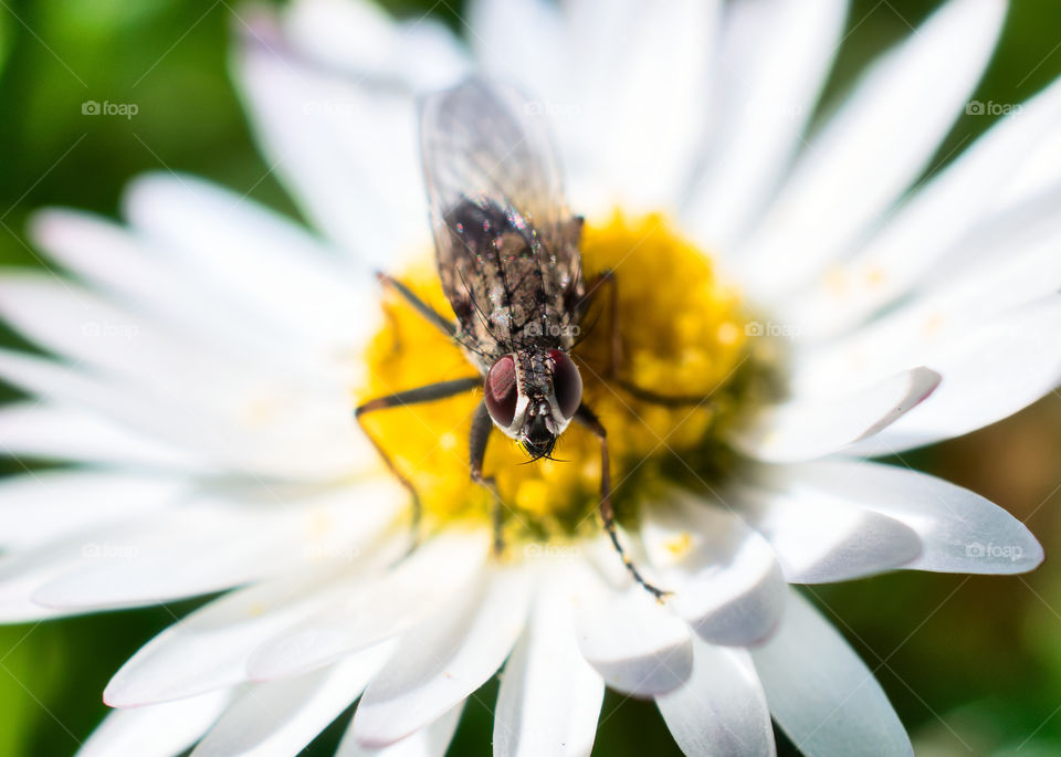 Daisy lover