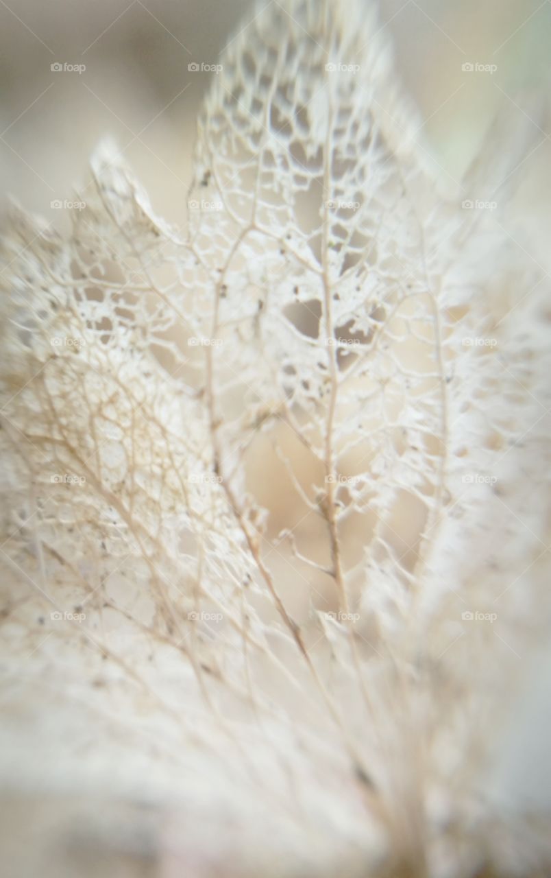 Skeletonized Hydrangea