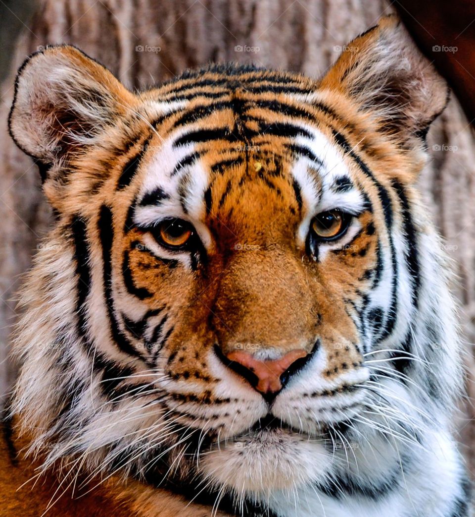 Close-up tiger