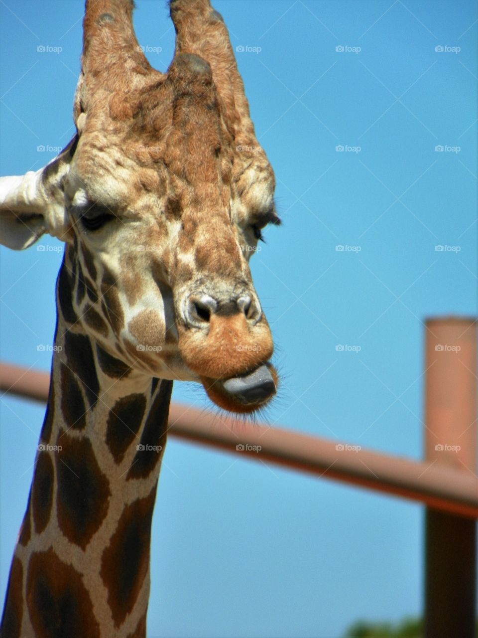 Giraffe blowing a raspberry 
