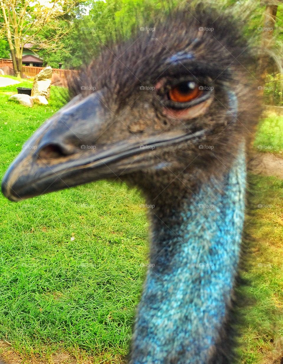 Emu at the zoo in Grand Rapids Michigan 
