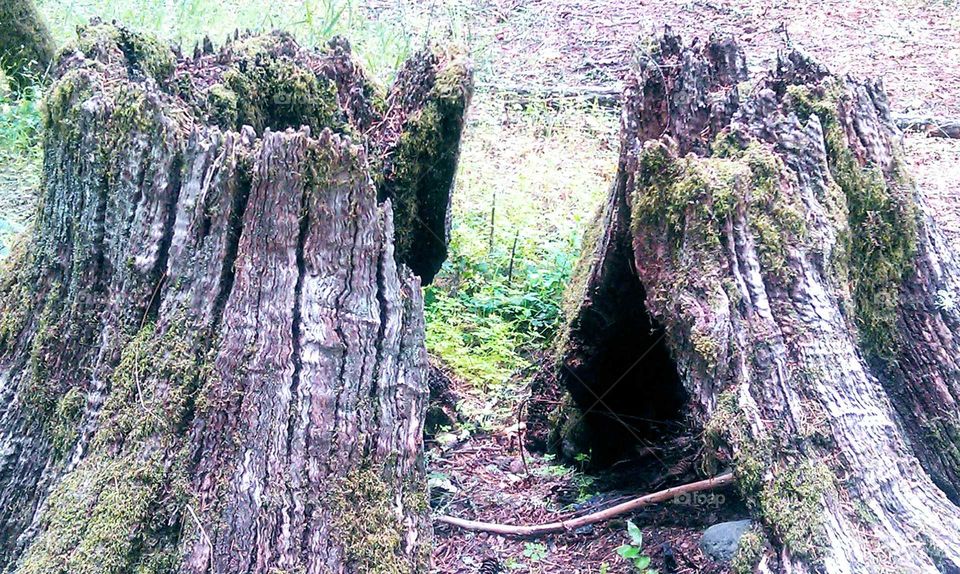 Old Tree stump