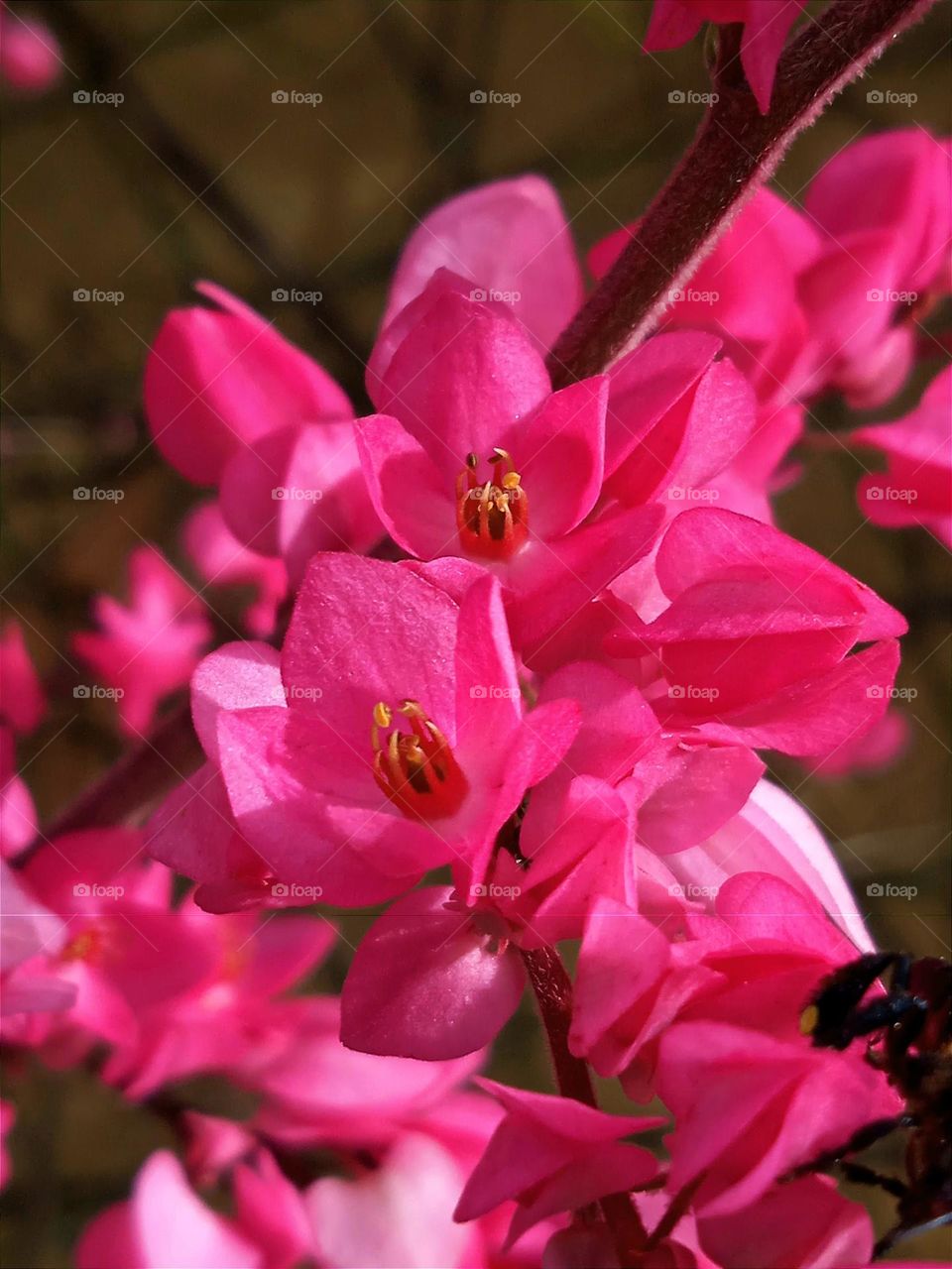 Pink flowers.