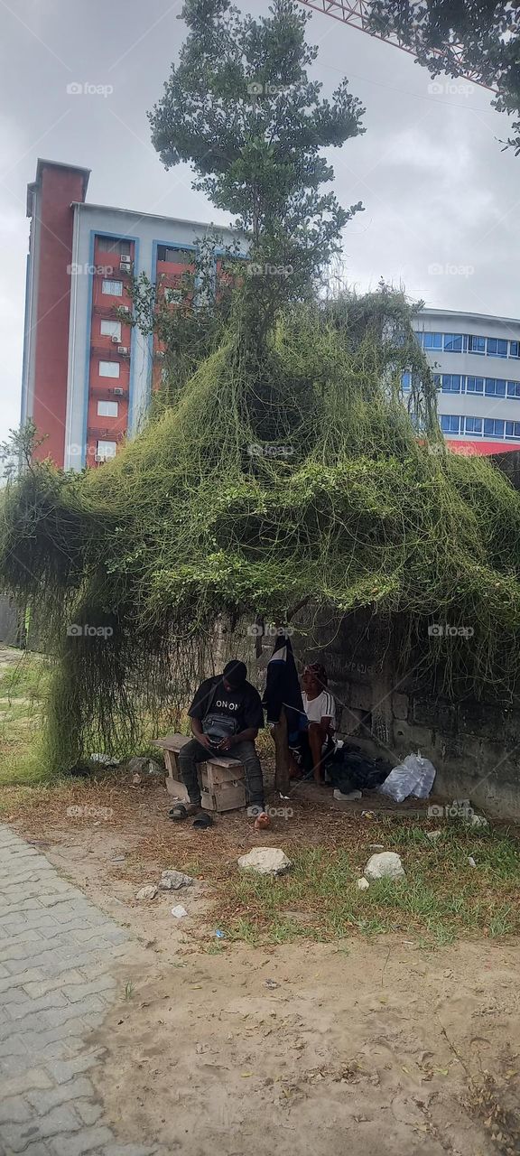 Nature Tree Canopy formed naturally, not Man-Made