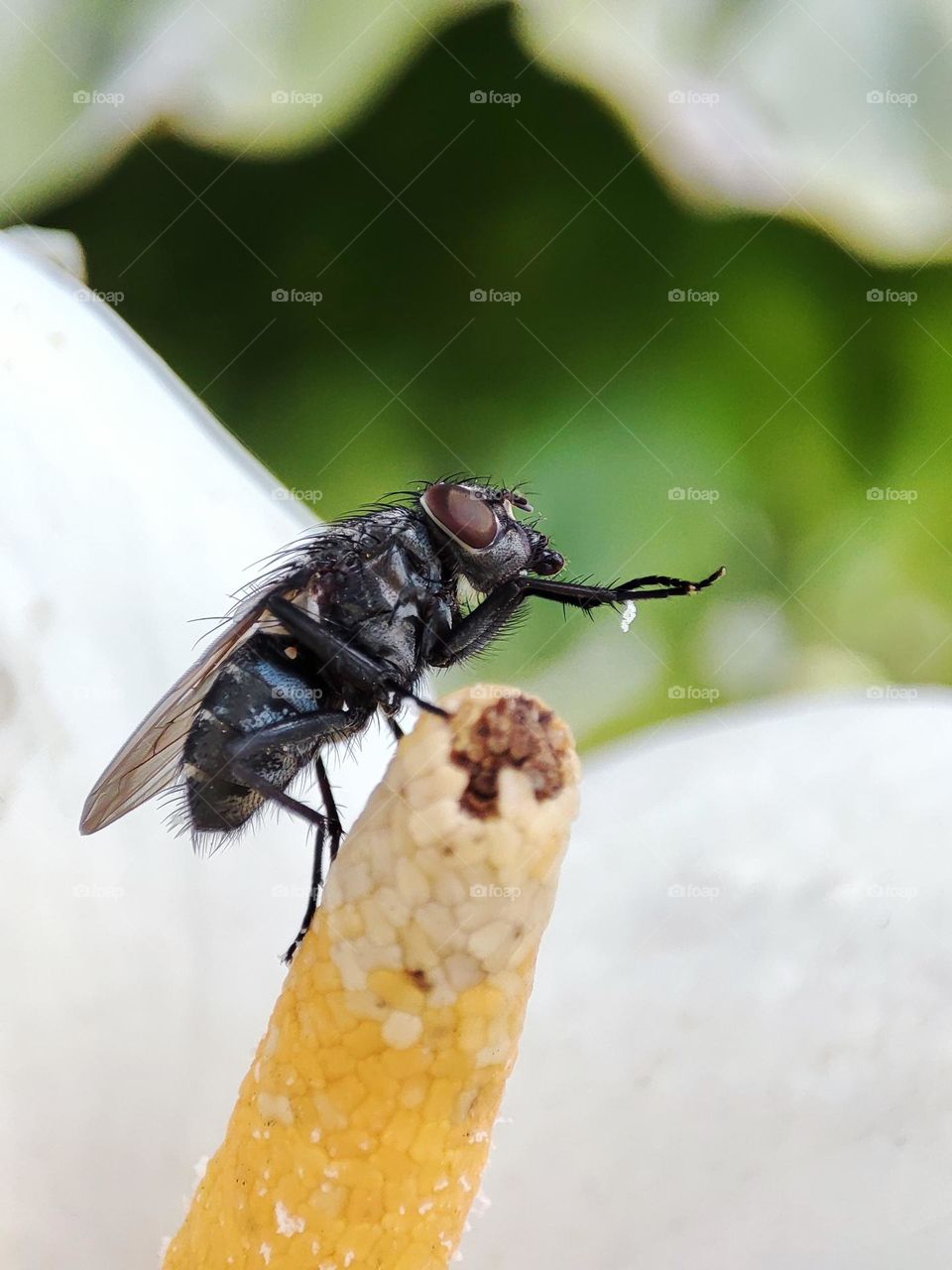 Fly on flower stamen,