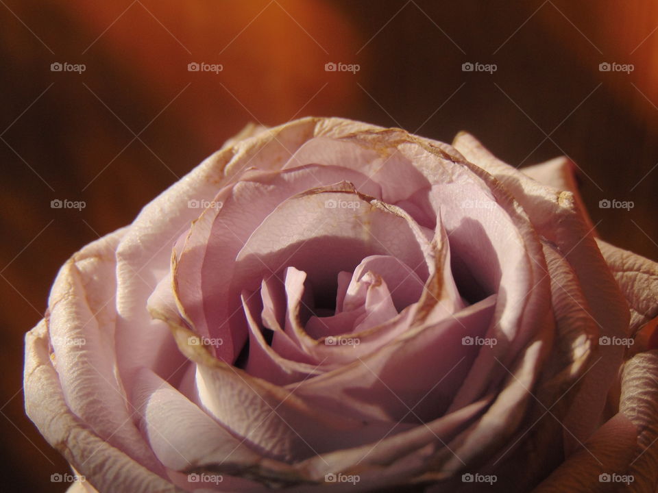 Closeup of a lavender rose.
