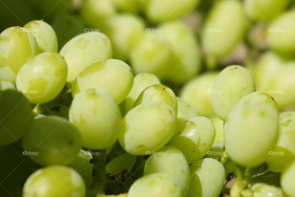 Green grape