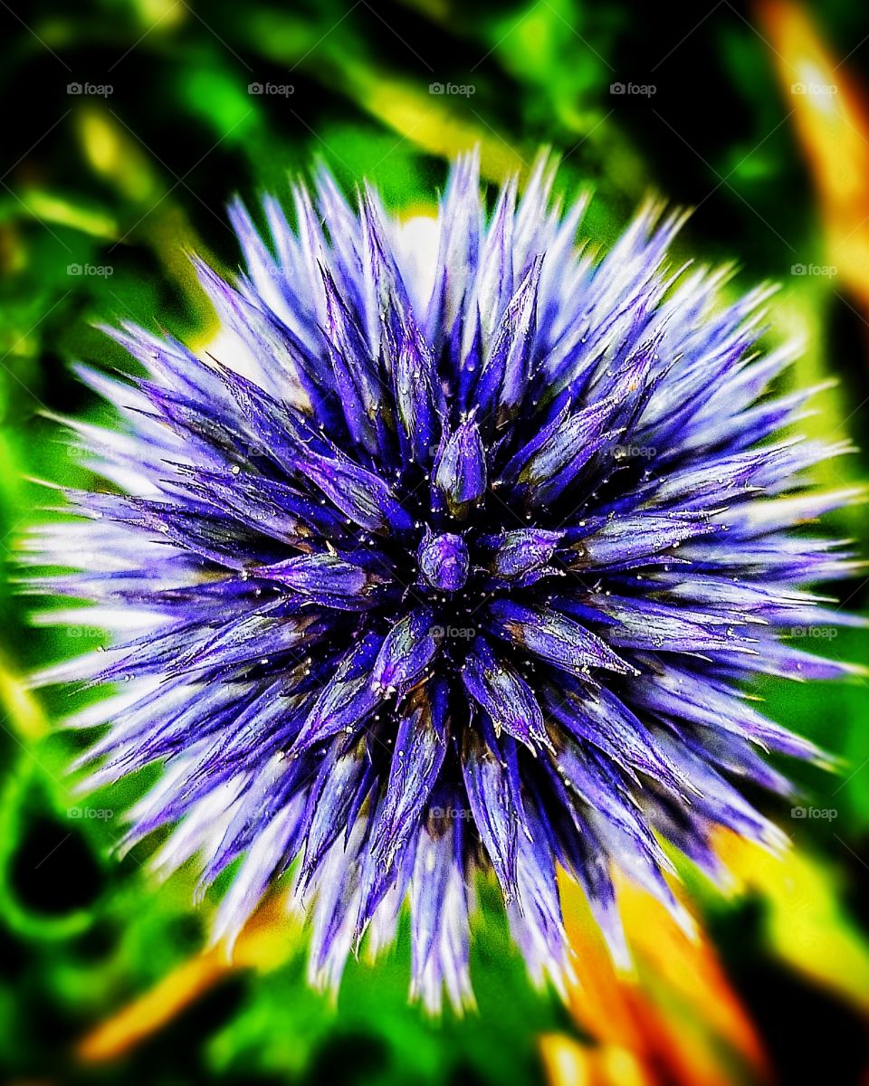 Wild flower in a French garden