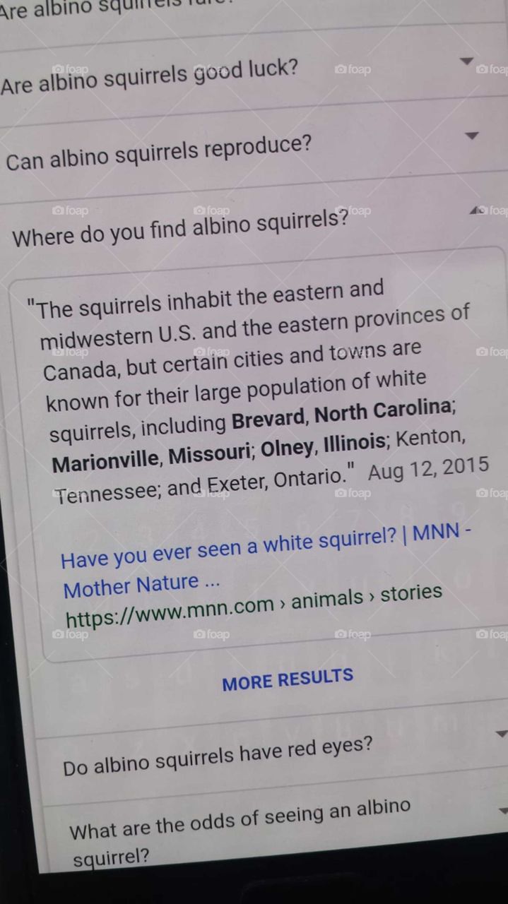 White squirrels