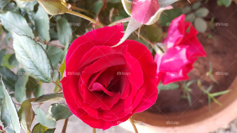 Red Rose Potted Plant