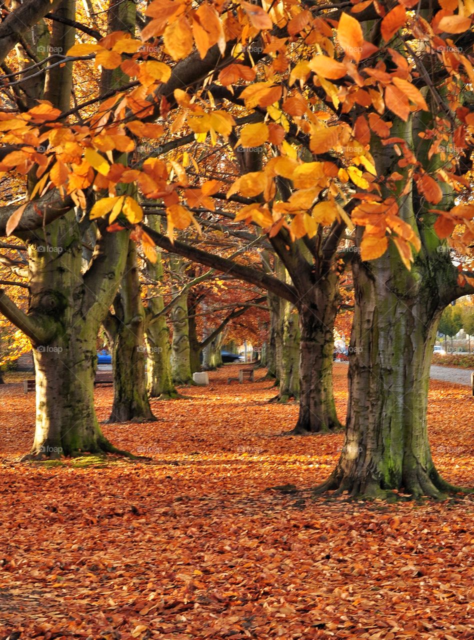 orange autumn park in gdynia poland