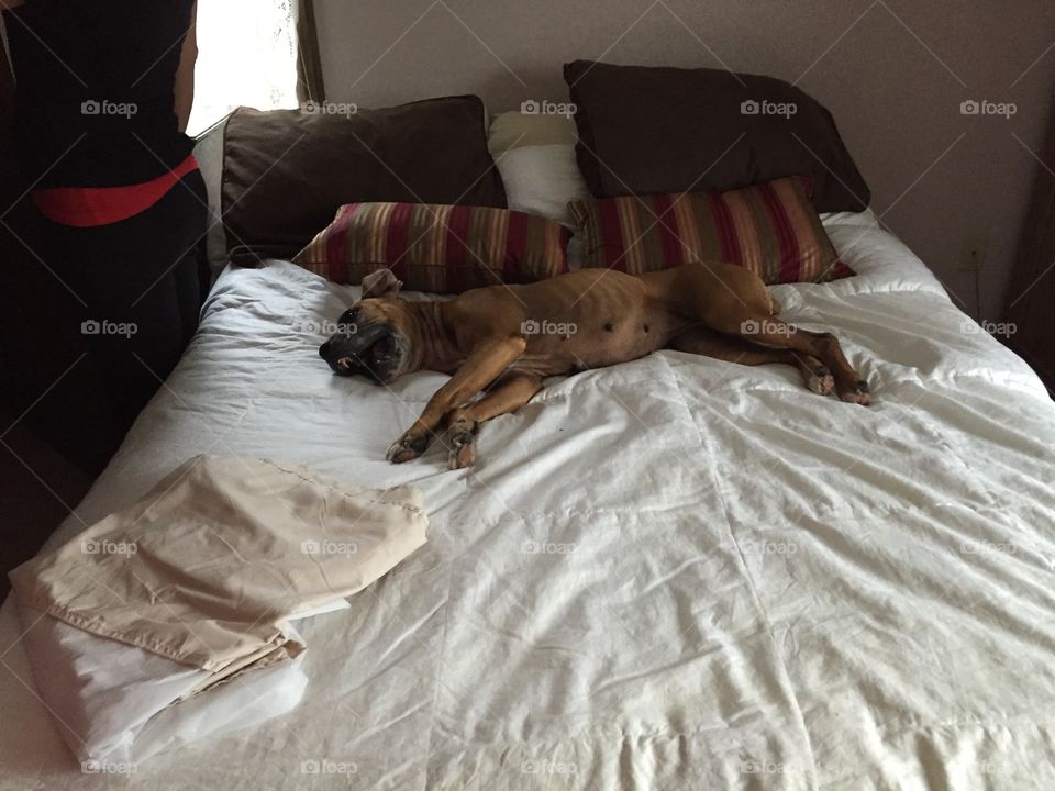 Dog sleeping on masters bed