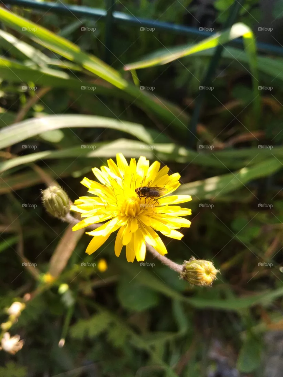 flower
