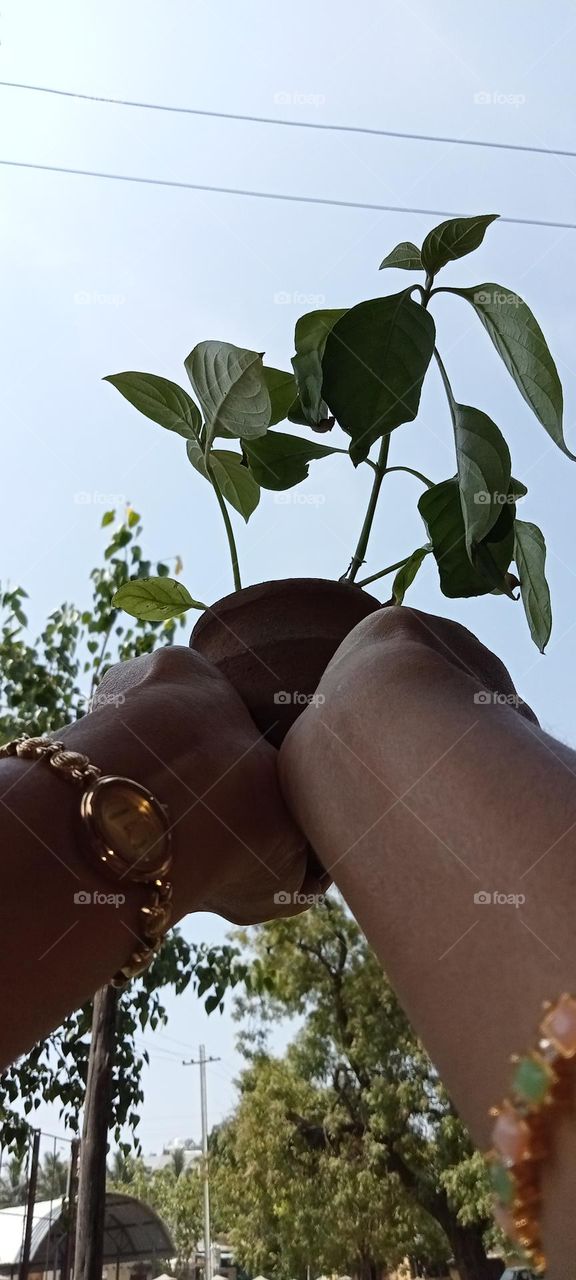 Planting a young plant in a mud pot.