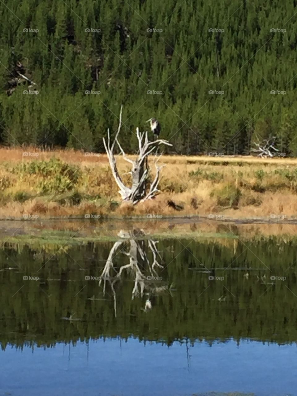 White Pelican in Yellowstone Park