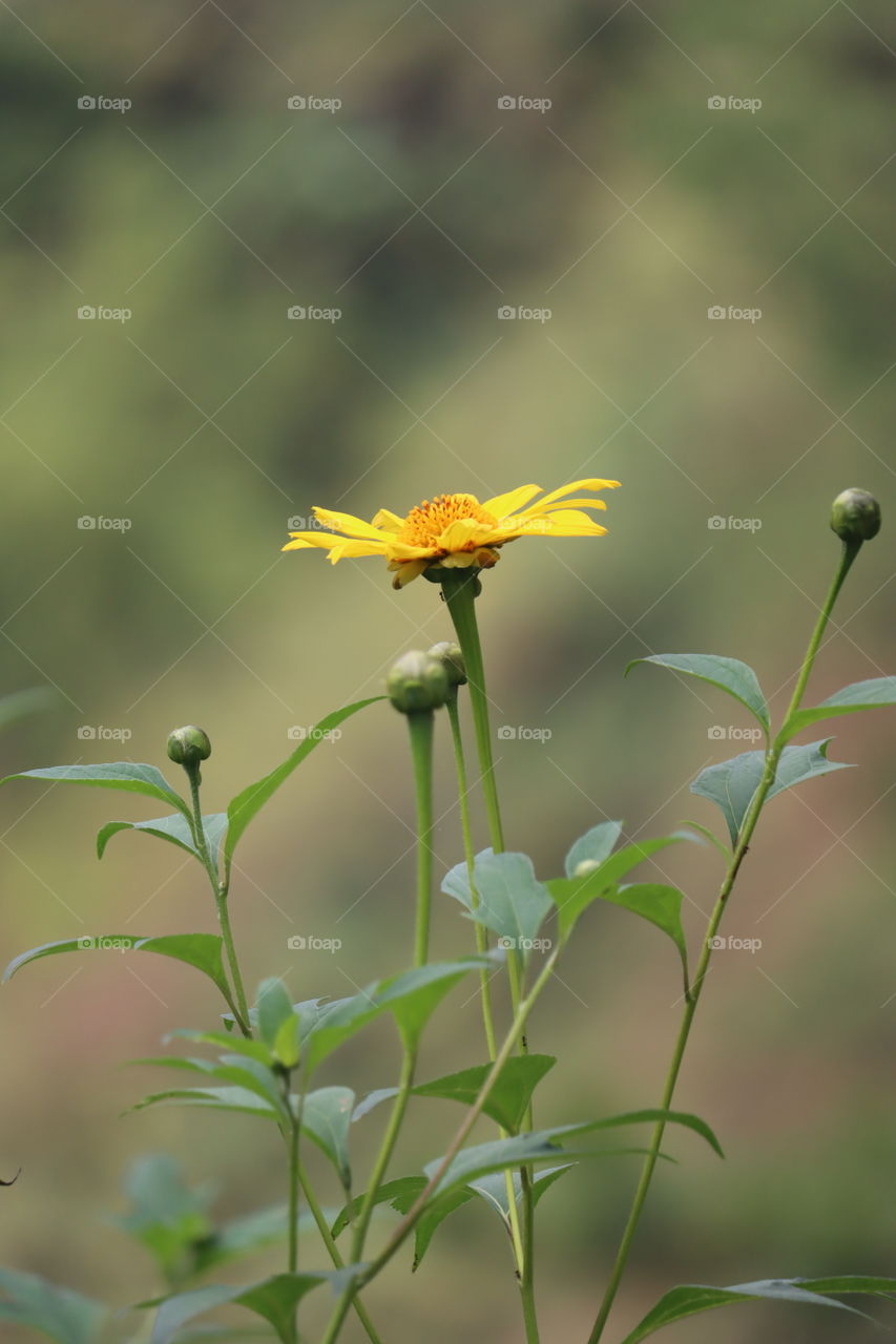 wild sunflower