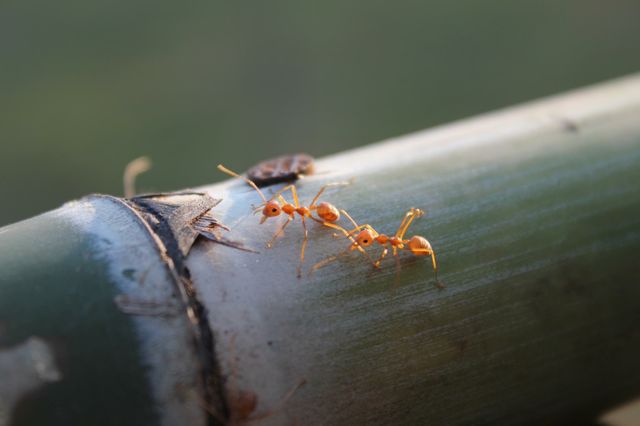 Ants