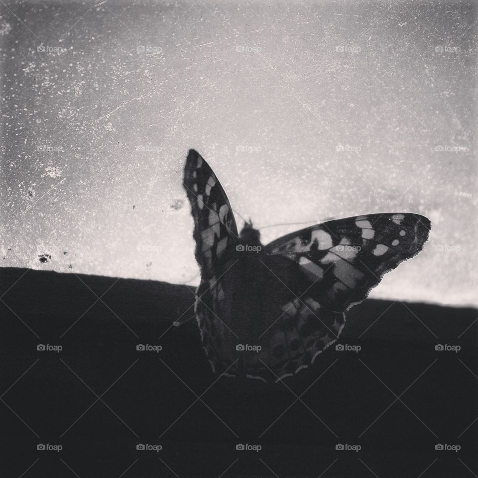 Black and white butterfly 