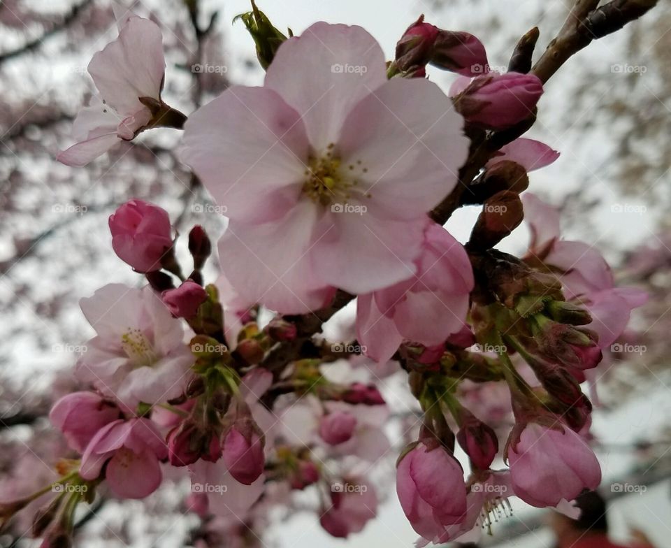 Washington DC Cherry Blossoms