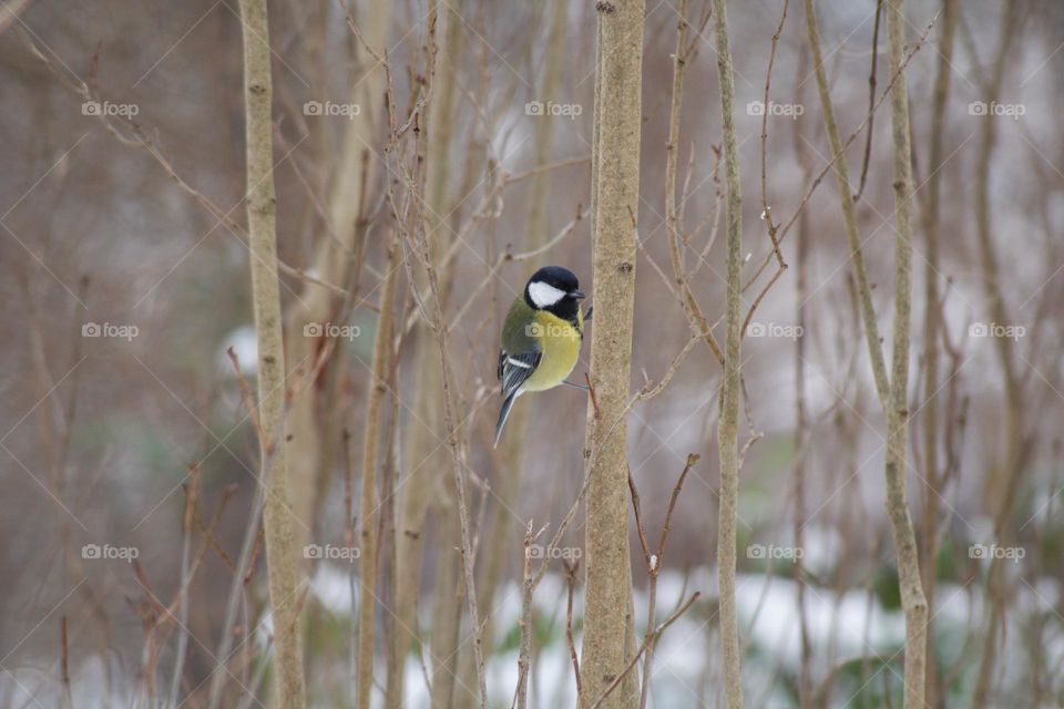 Great titmouse hanging on a small branch of a bush with a snowy backdrop.