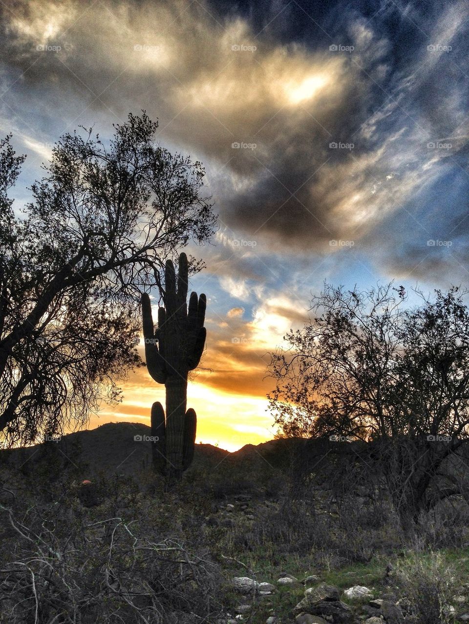 Saguaro at sunset
