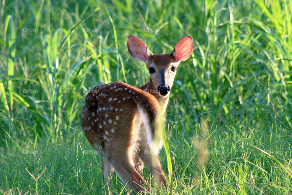 Nature’s baby