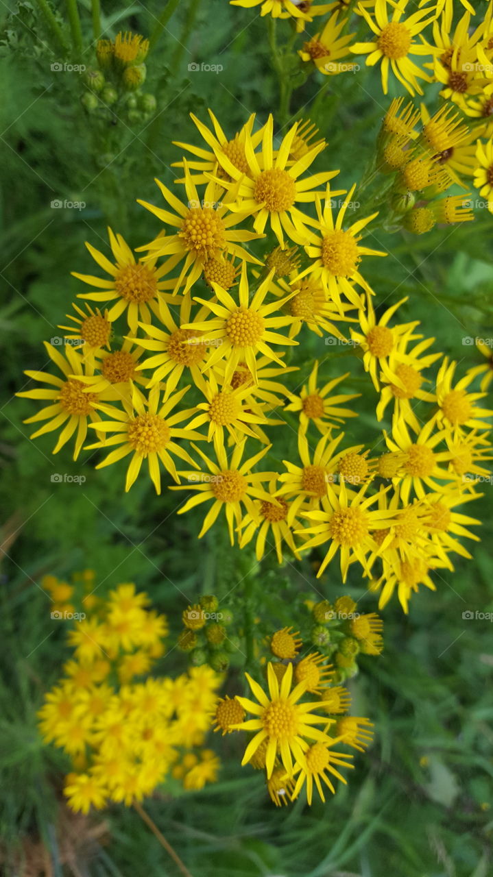 yellow daisy like things