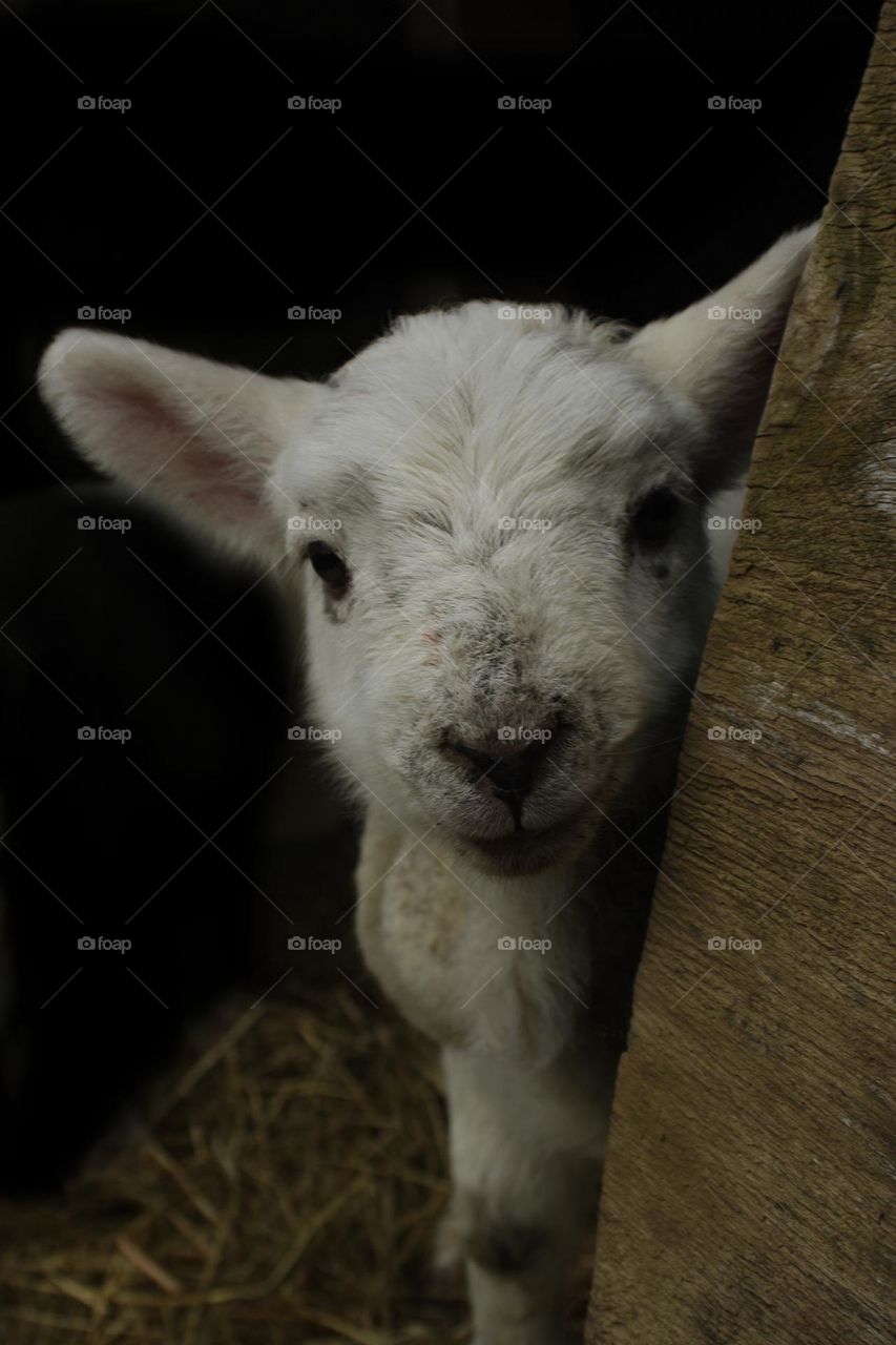 Lamb