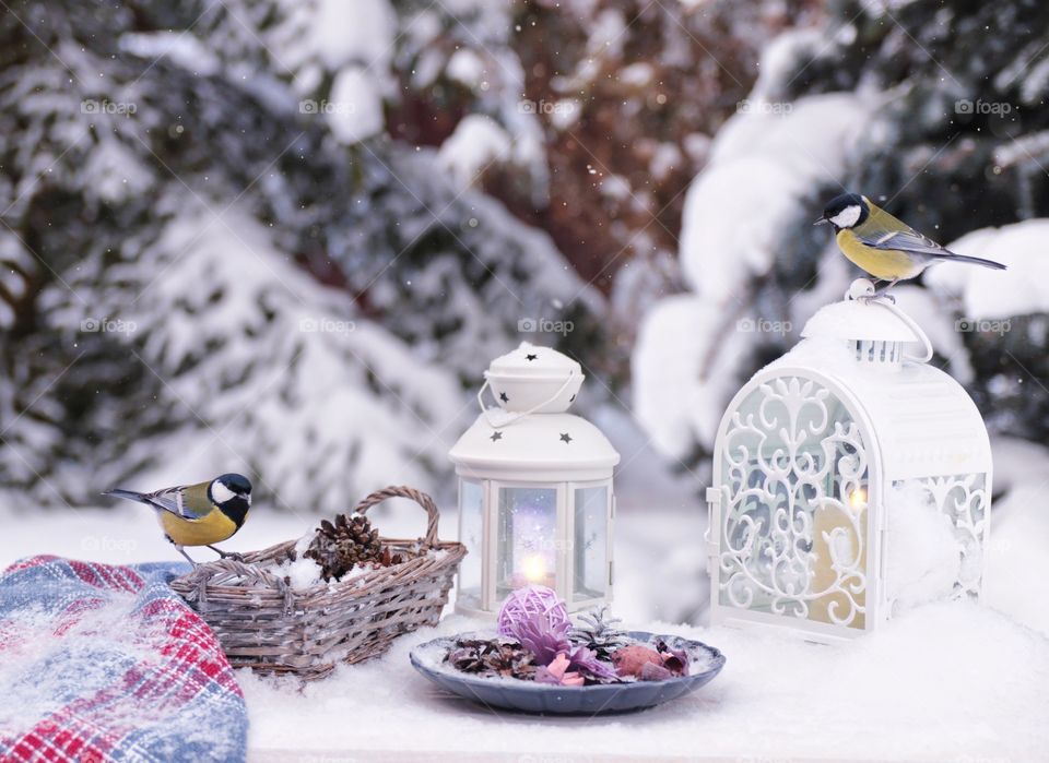 Winter still life decorations life birds great tit