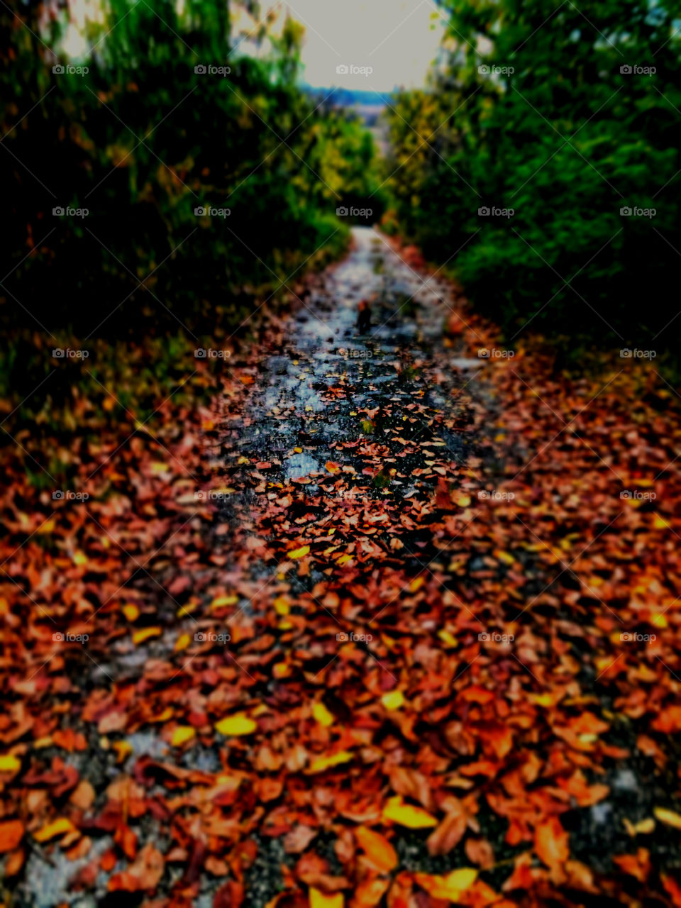 Fallen leaves