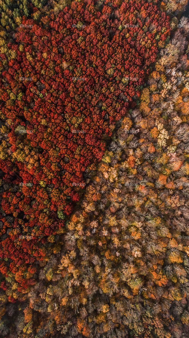 Nature pattern. Colorful autumn forest, view from above 