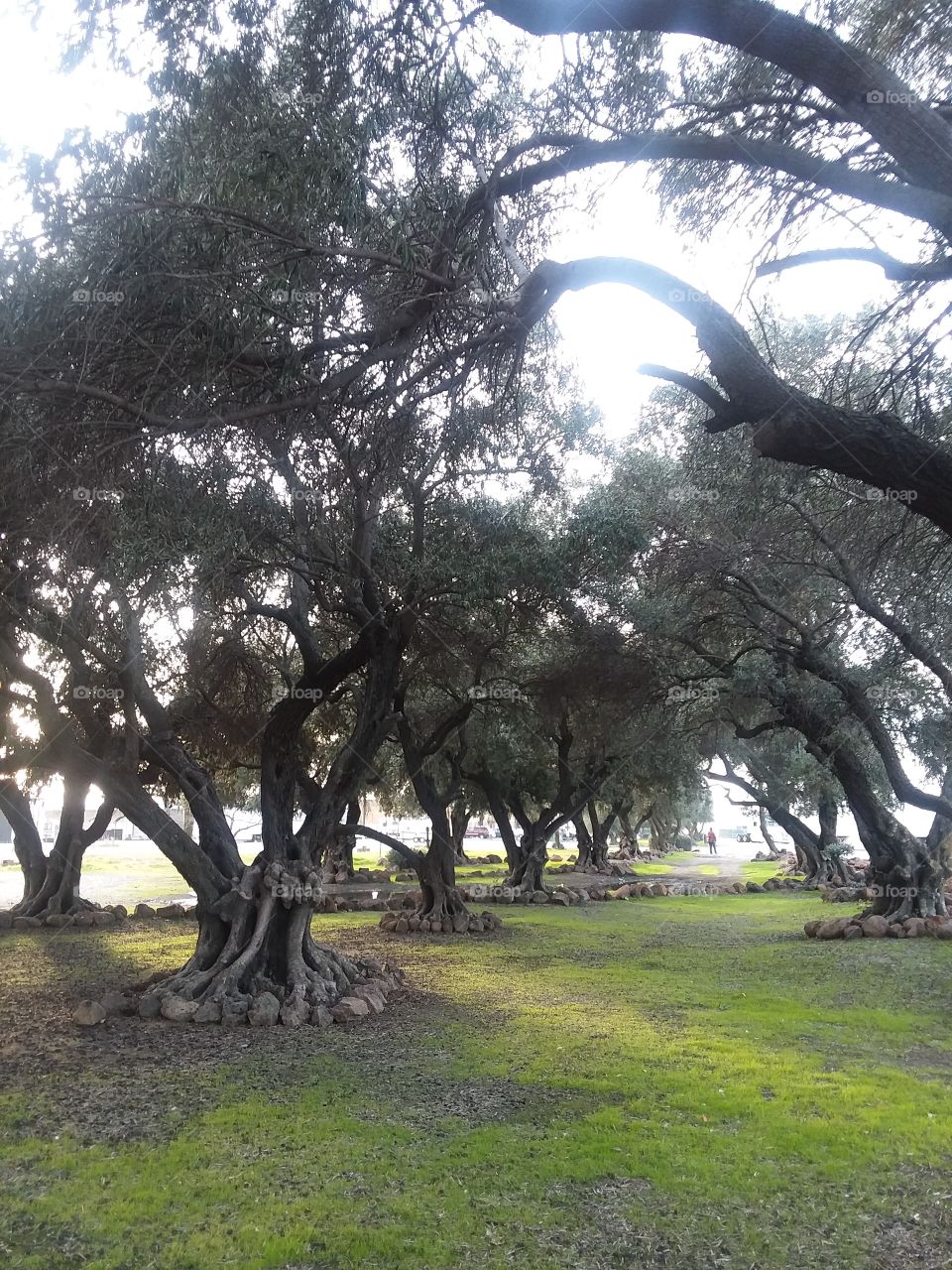Well Lived Olive Trees
