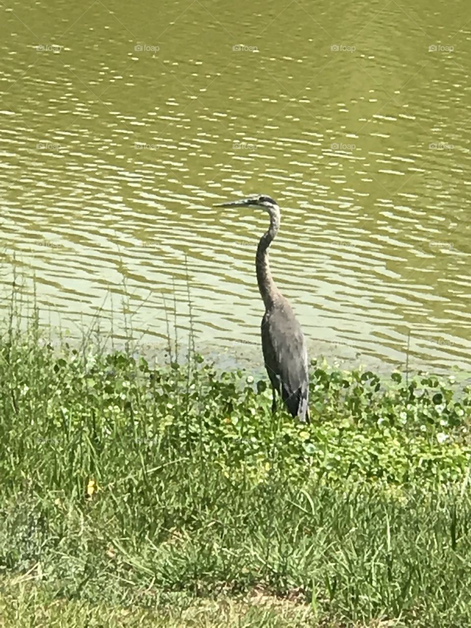 Beautiful and Graceful 