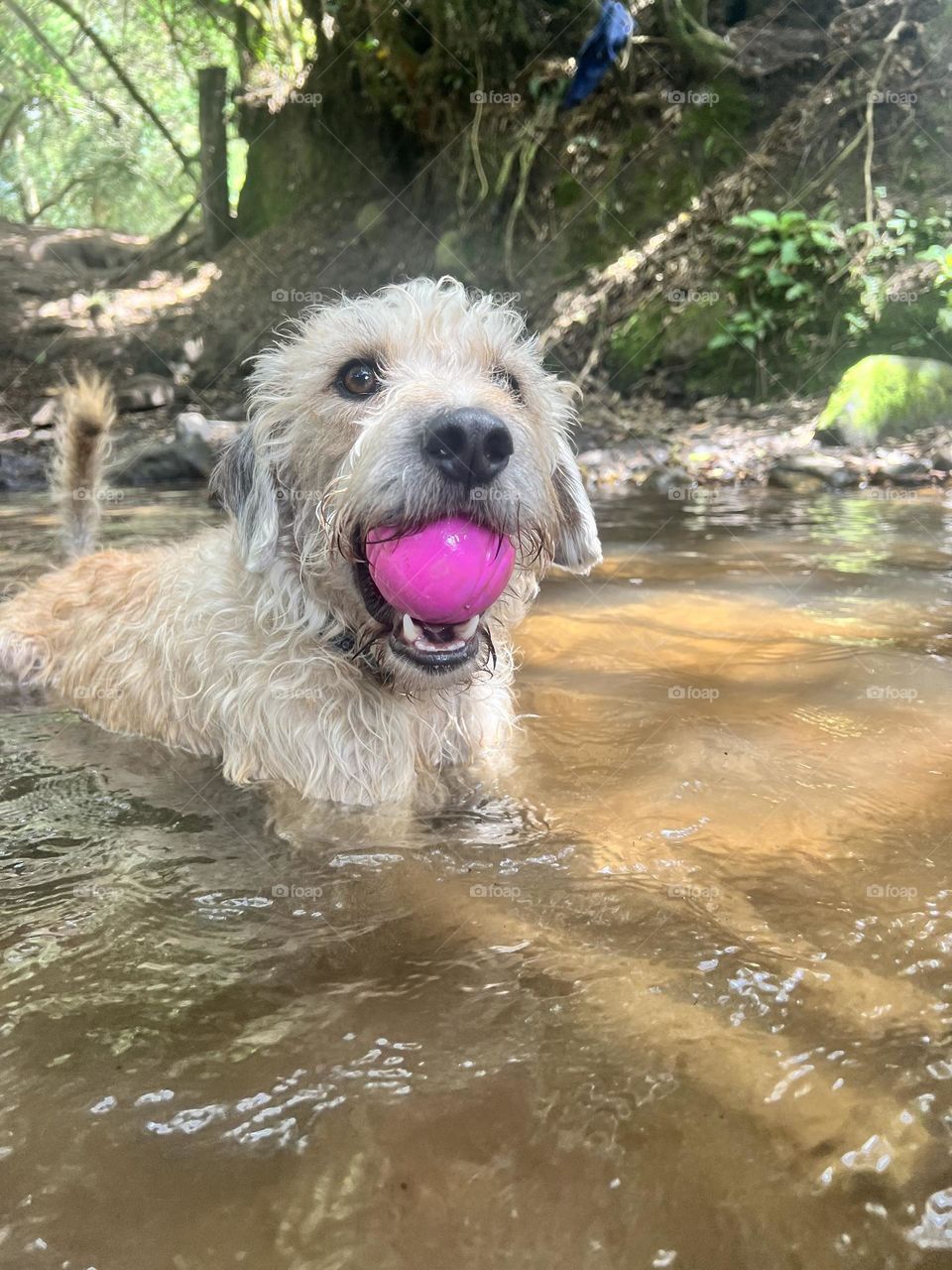 Perro en el agua feliz con una pelota 