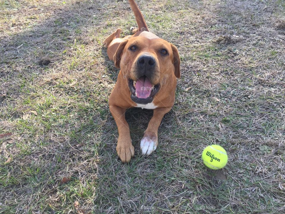 A dog with her ball