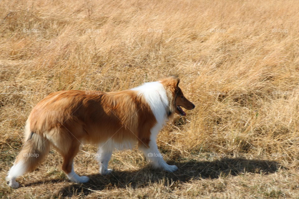 Dog  in a summer