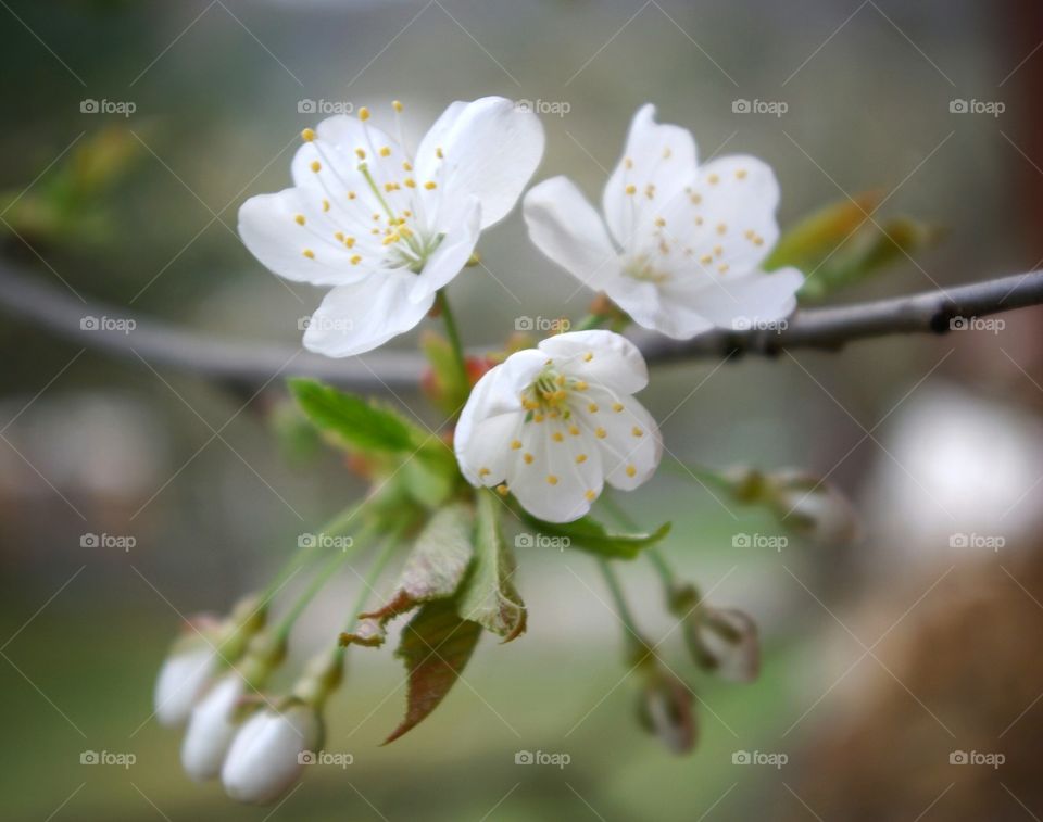 White blooming cherry blossoms