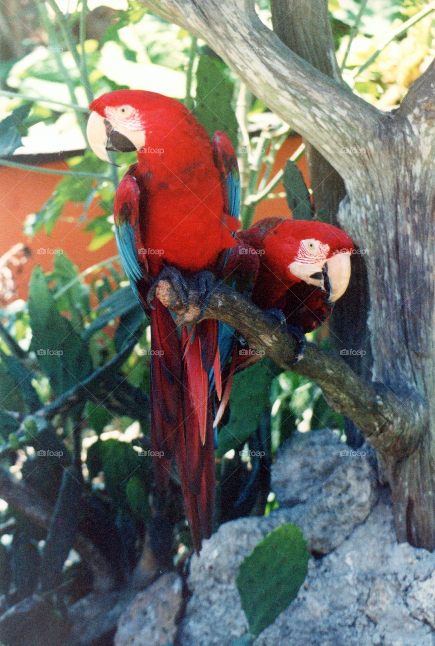 parrot