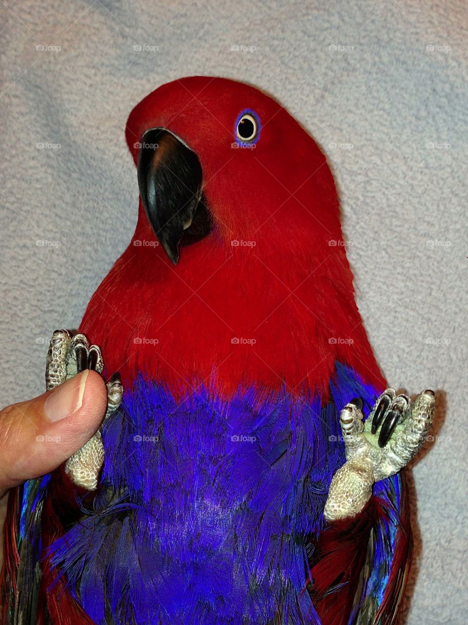 Beautiful Sadie the gentle red Parrot.