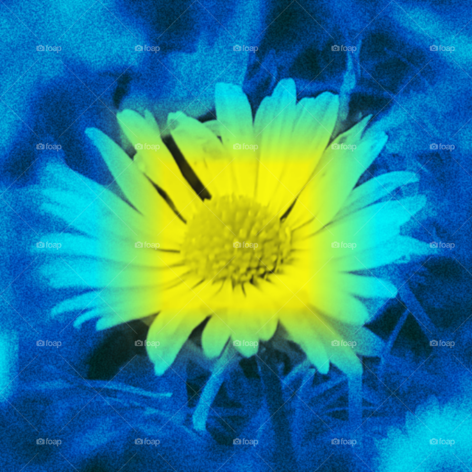 daisy  in blue and yellow