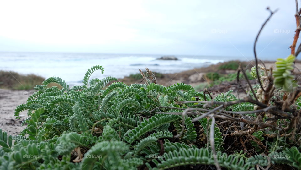 Plant on beach