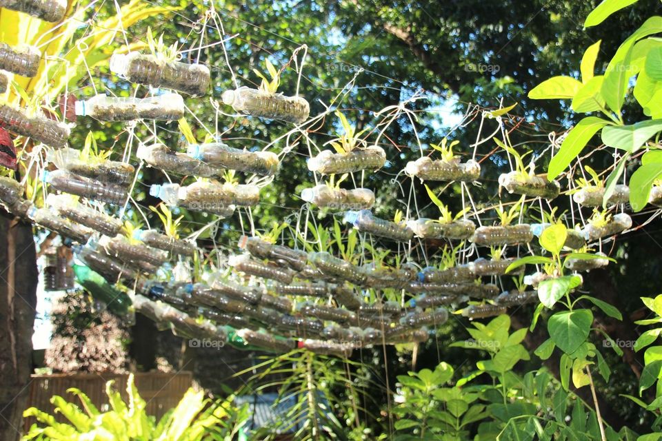 Hanging plants
