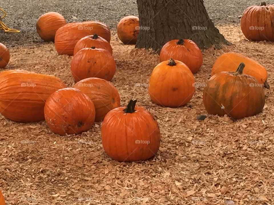 Autumn pumpkins