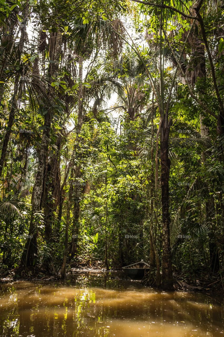 Wood, Tree, Nature, Tropical, Rainforest