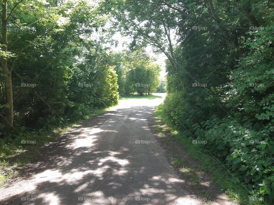 footpath surrounded by trees