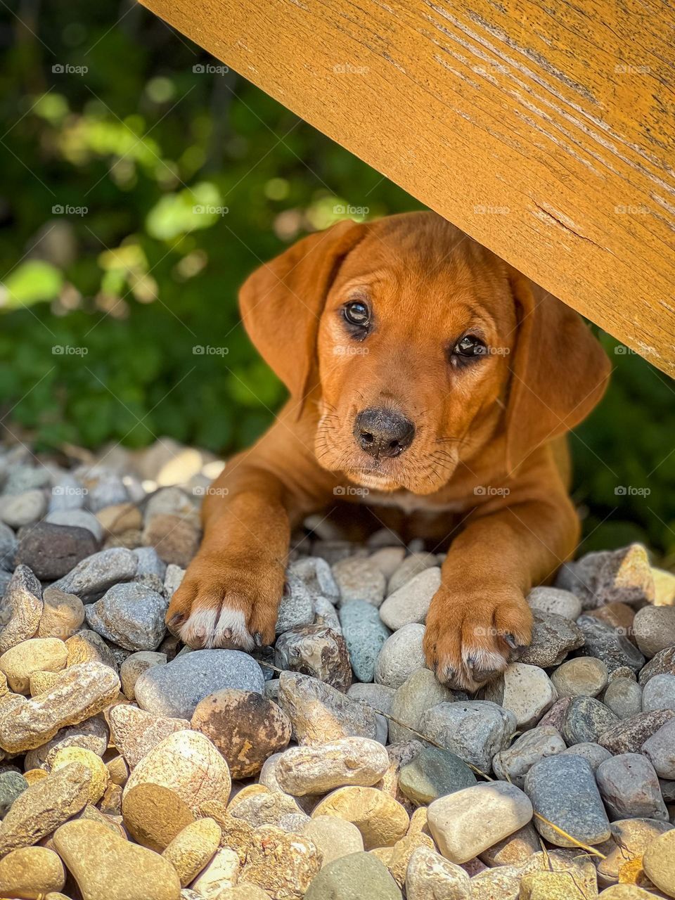 Peek-a-boo puppy