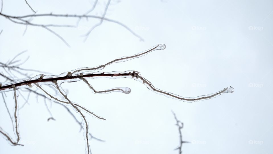 Freezing rain on a branch.