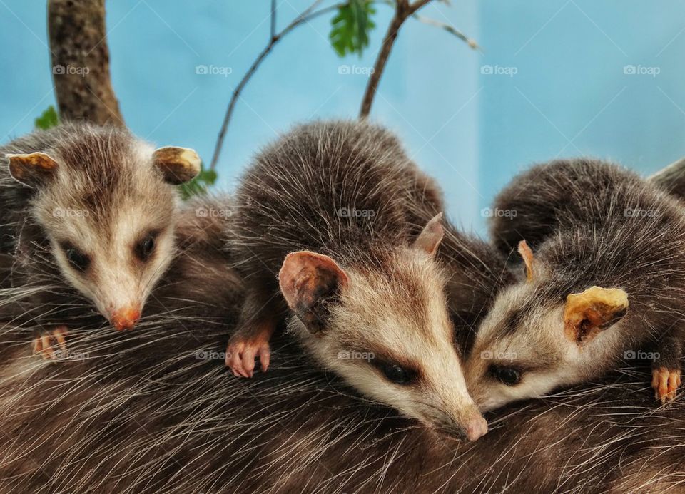 Baby possum cling to mother