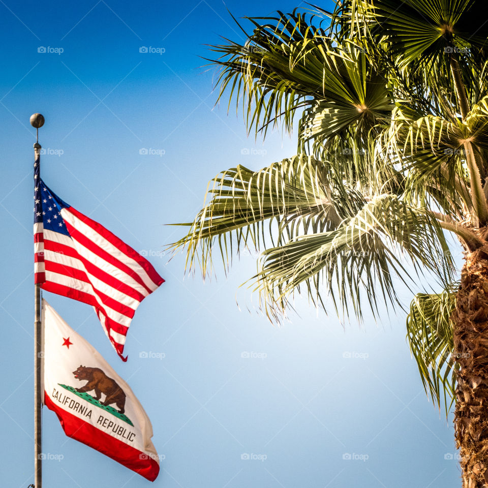Iconic California:  Palm trees and flagpole with the United States flag and California flag waving against clear blue skies. 

