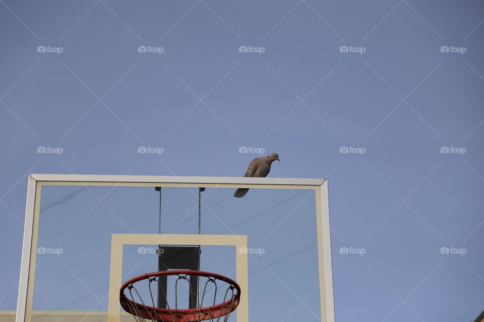 Pigeon on top of basketball hoop 